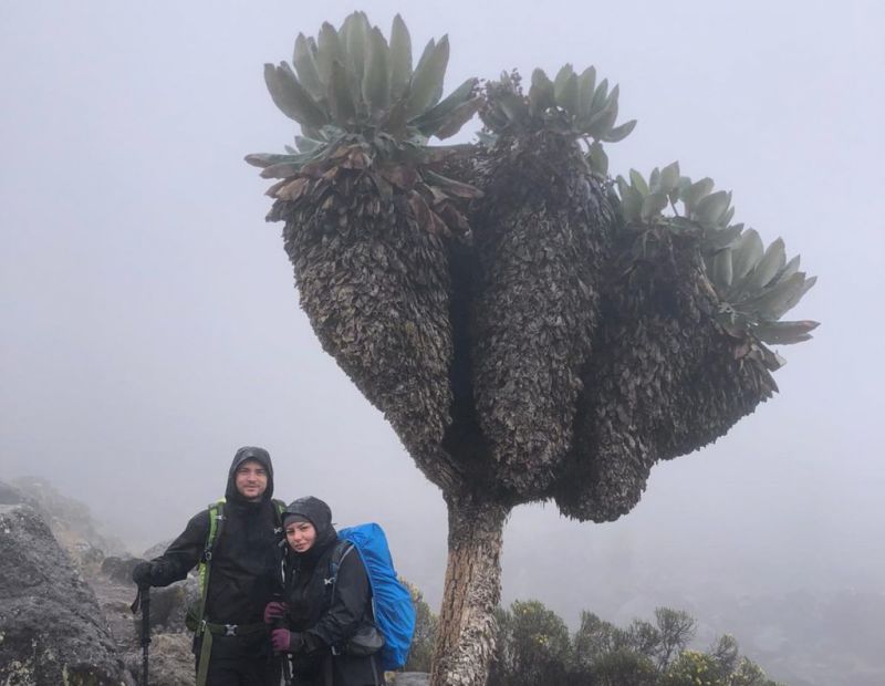 A giant groundsel on Kilimanjaro in the mist with smiling couple