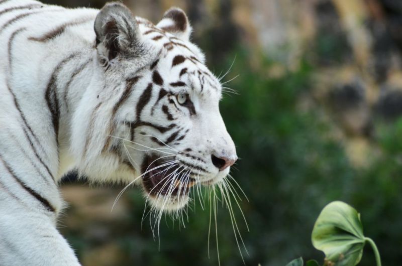 Close up of a white tiger in profile