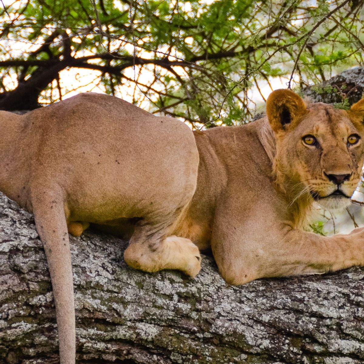 Lioness in tree, Tarangire