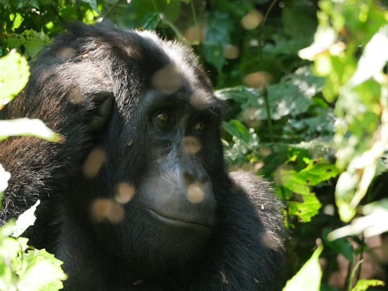 The Walshes gorilla close-up Bwindi Uganda