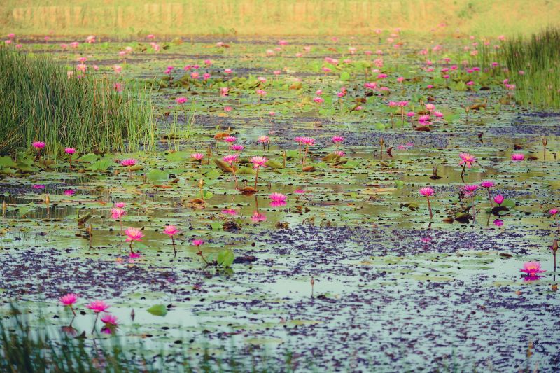 Pond water lilies 