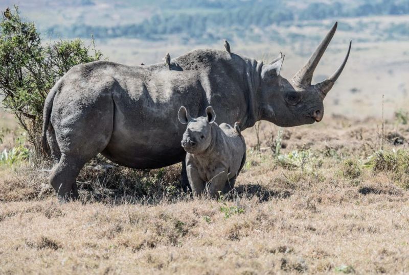 Mother and calf black rhinos, facts about Ngorongoro Crater