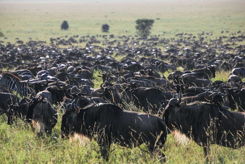 a blue wildebeest herd