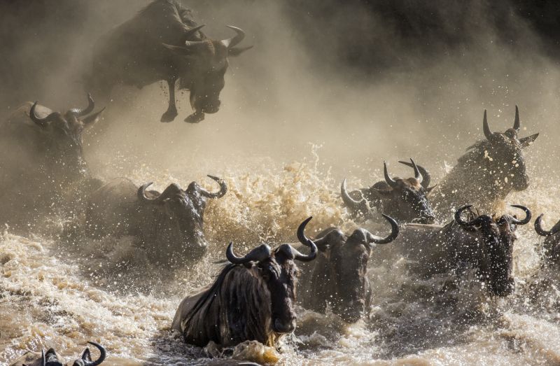 Wildebeest jumping into Mara River. Great Migration. Kenya. Tanzania. Masai Mara National Park