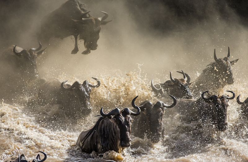 Wildebeest jumping into Mara River. Great Migration. Kenya. Tanzania. Masai Mara National Park