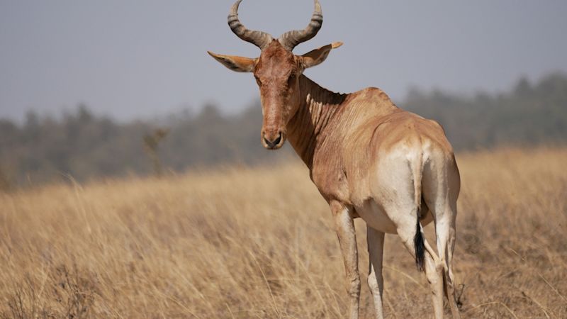 Coke's hartebeest or kongoni