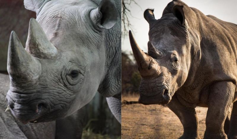 white vs black rhino