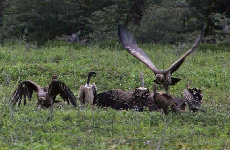 Rรผpell's vultures Ngorongoro Crater safari