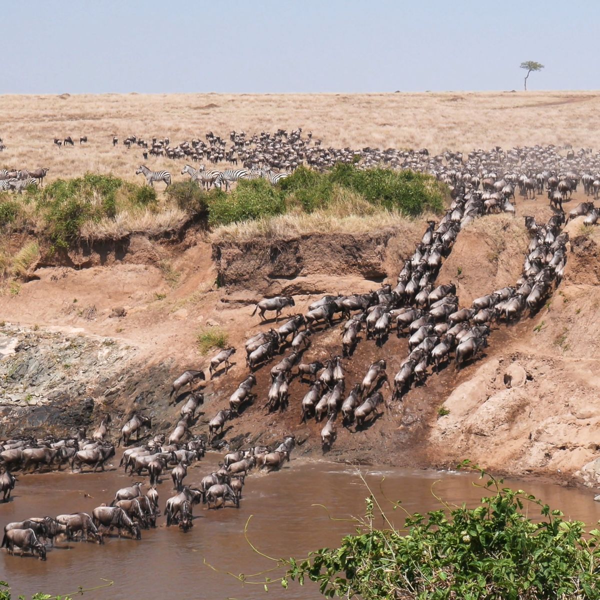 Great Migration herd crossing the Mara River, Kenya and Tanzania safari