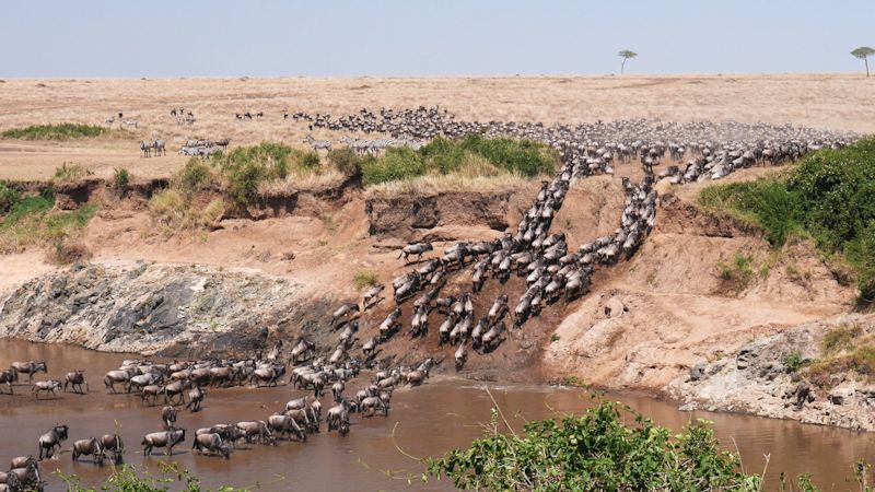 Great Migration herd crossing the Mara River, Kenya and Tanzania safari