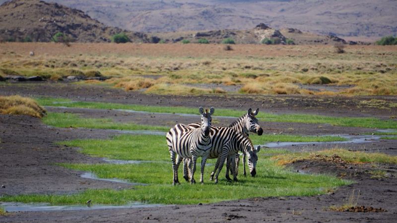 Zebras