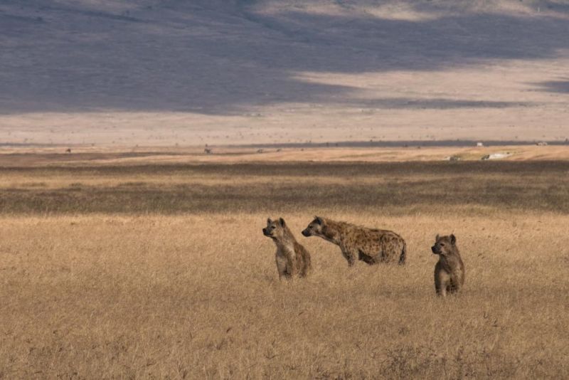 spotted hyenas in dry grass, Ngorongoro Crater safari