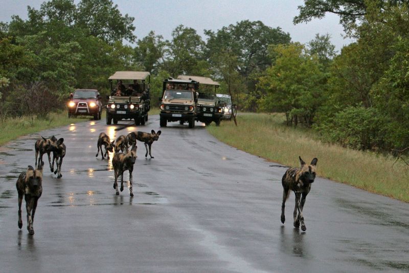 African wild dogs rainy safari with safari vehicles on paved road behind