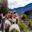 Llamas with red ear tags on contour trail on Lares Trek in Andes of Peru
