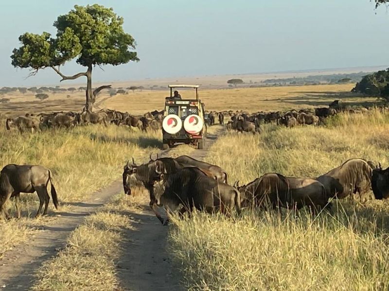 safari vehicle in Tanzania, wildebeests, Great Migration herd