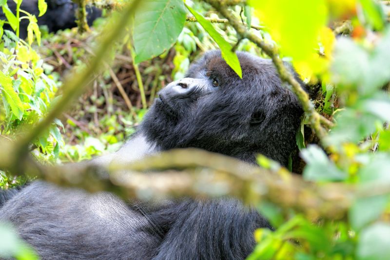 Close up of resting mountain gorilla seen through foliage in Volcanoes National Park, Rwanda