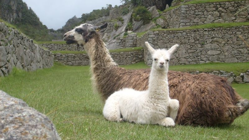 Seated llama and alpaca in ruins of Machu Picchu, Peru