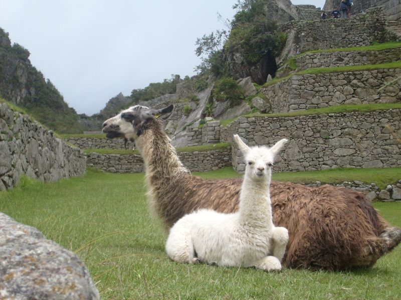 Seated llama and alpaca in ruins of Machu Picchu, Peru