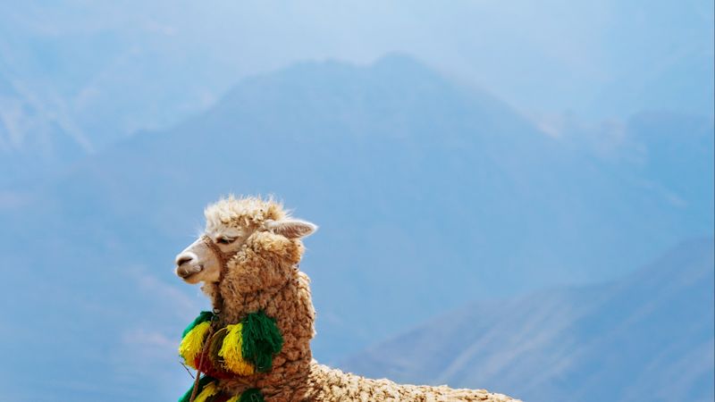 Llama in Sacred Valley, Peru