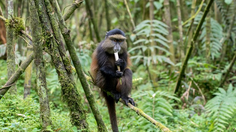 Golden monkey seated and eating bamboo in Volcanoes National Park, Rwanda