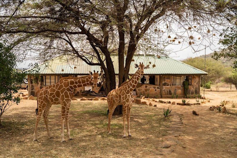 RetetiElephantSanctuary Giraffe