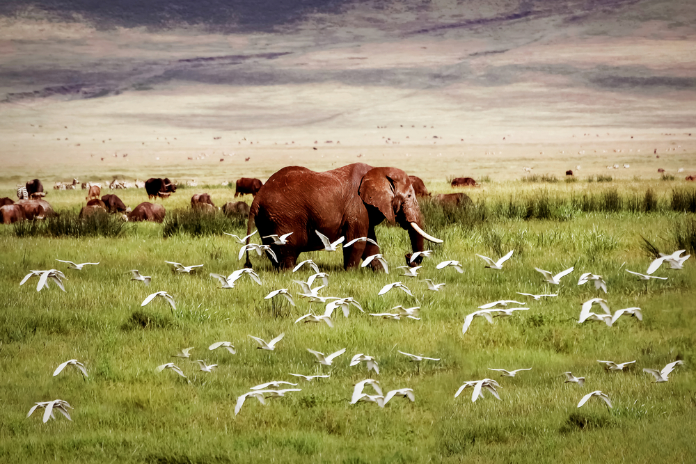 Elephants and birds (egrets?) in Ngorongoro Crater