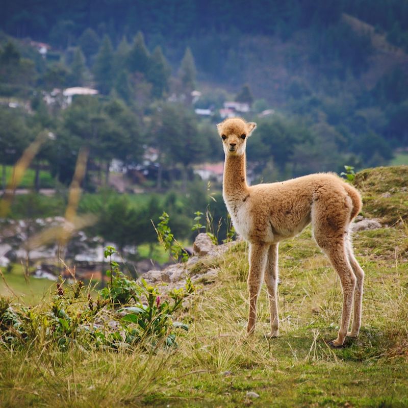 Vicuna on hillside in Peru