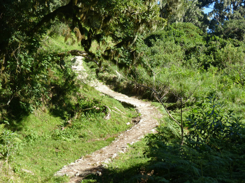 Long and curving hiking trail in the forest of Arusha National Park in Tanzania leads to the Saddle Hut mountain huts at the foot of Mount Meru