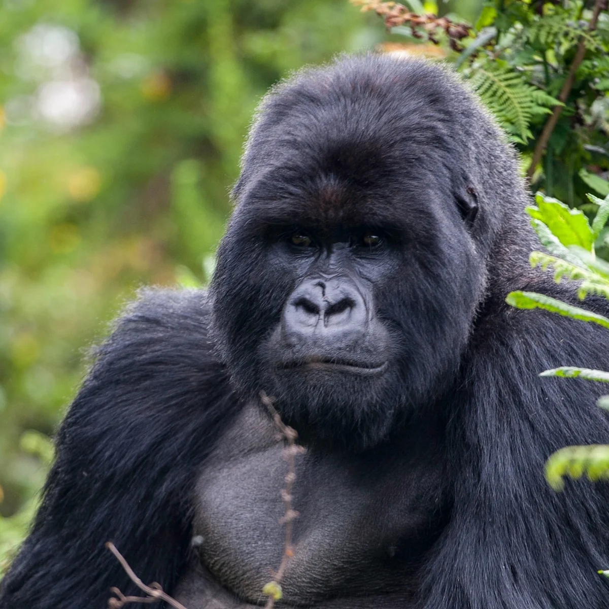 Gorilla looking at camera