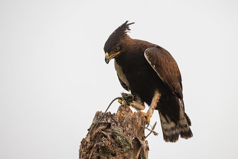 Long-crested eagle with prey