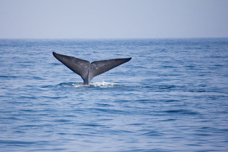 Spotting whales in Mirissa, Sri Lanka