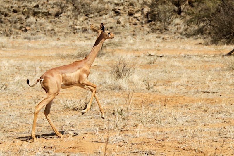 Gerenuk, attrib to V. Storti on Wikipedia