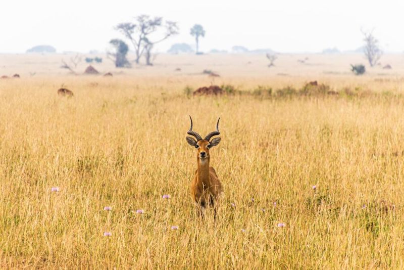 Impala in tall grass facing camera, Murchison Falls, Uganda