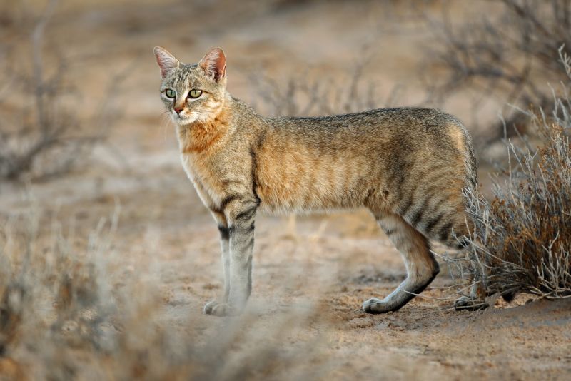 Ours. S. An African wild cat (Felis silvestris lybica), Kalahari desert, South Africa