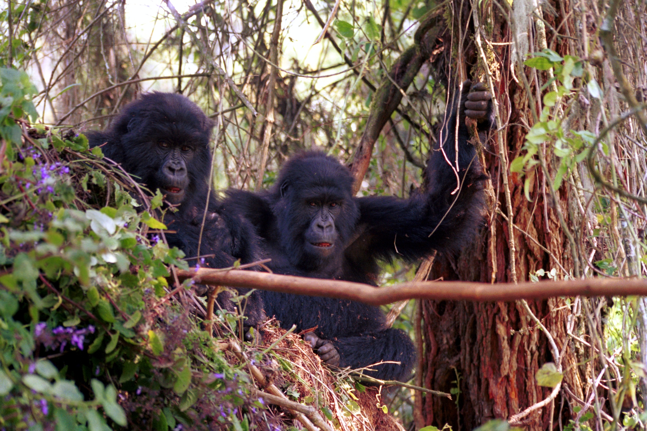 Mountain gorillas in Volcano National Park, Rwanda