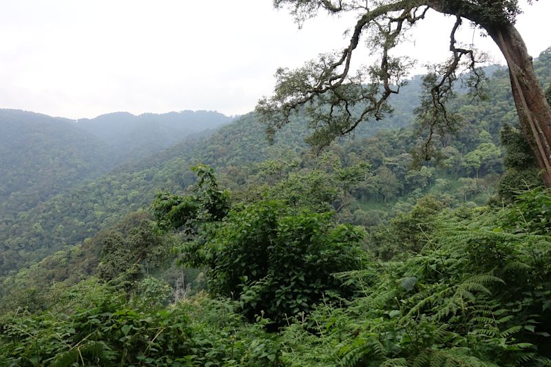 Bwindi Forest