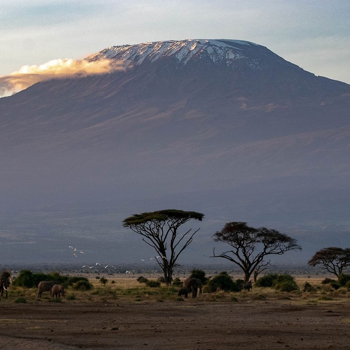 Mount Kilimanjaro seen from a distance with animals in foreground