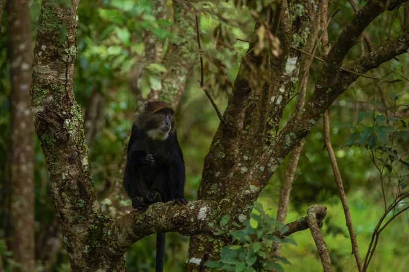 Golden monkey seated in tree, Volcanoes National Park, Rwanda