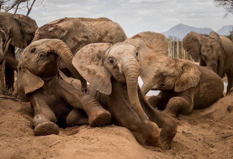Elephant calves playing together at Reteti