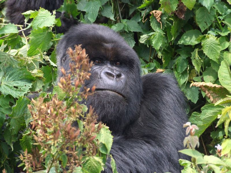 Adult mountain gorilla seated in dense vegetation