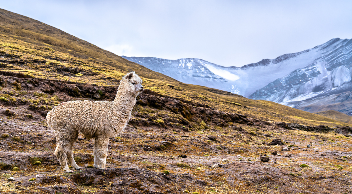Alpaca at Vinicunca rainbow mountain in Peru
