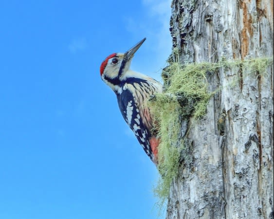 Great spotted woodpecker (Akagera) is relaxing in the blue sky background, Rwanda 