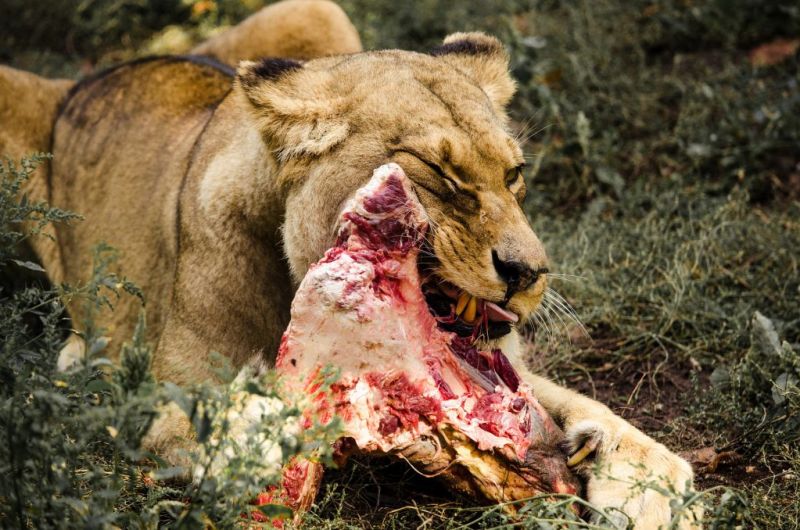 Lioness eating meat
