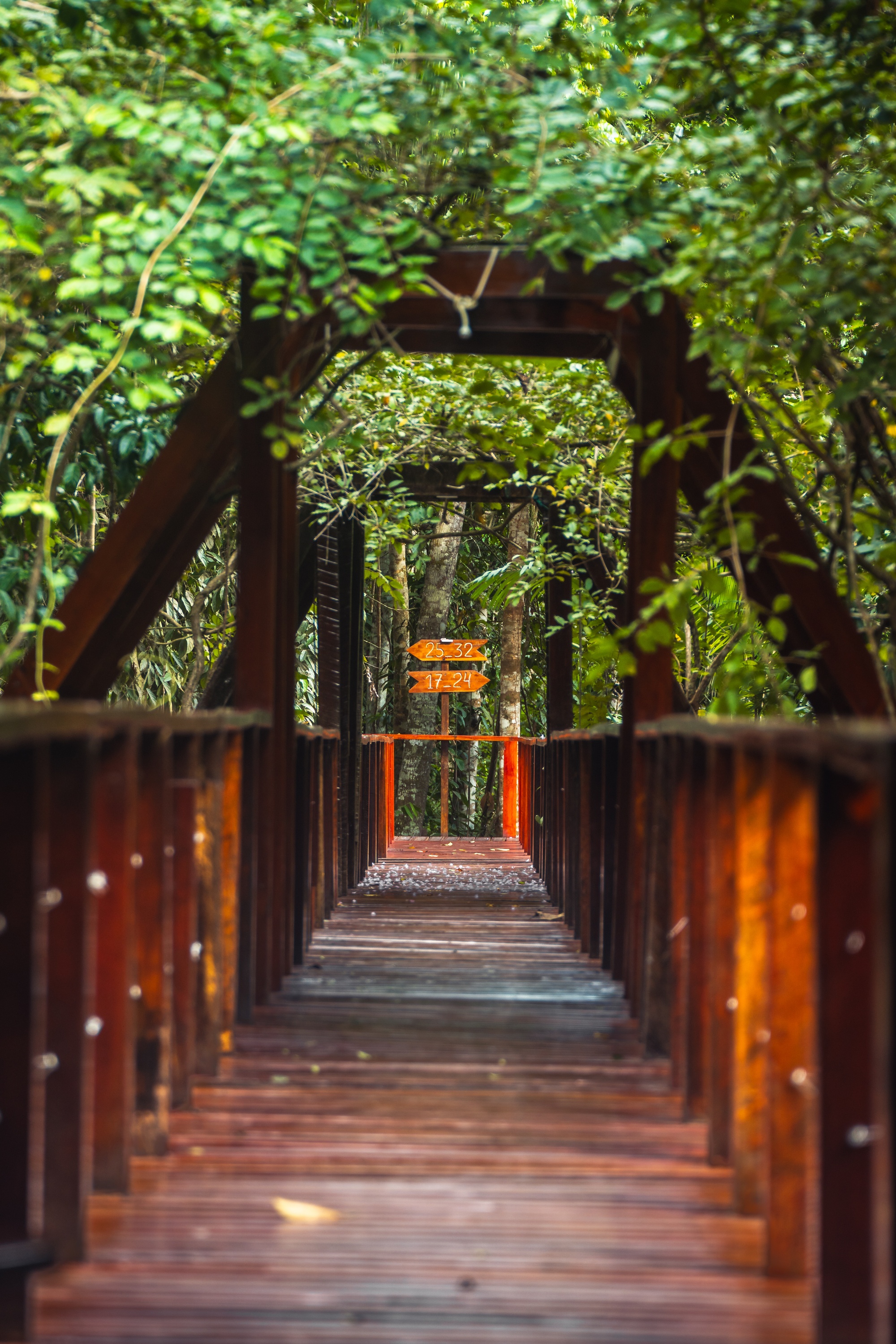wooden walkway bridge with trees crowding in at Refugio Amazonas ecolodge near Tambopata Reserve in Peruvian southern Amazon rainforest