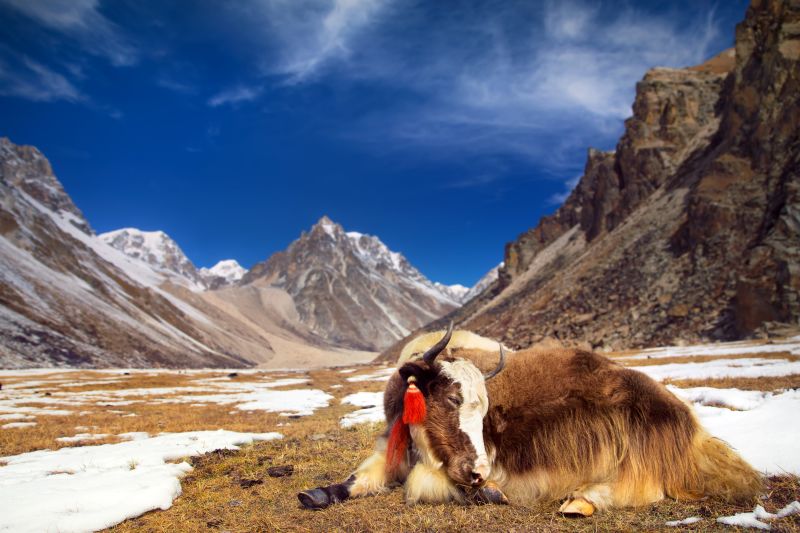 Pur. Yak in Himalayas