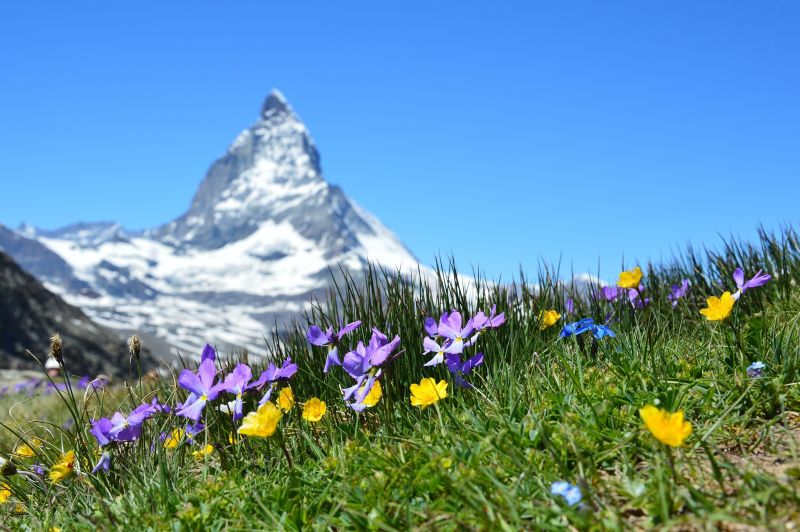 Matterhorn and summer flowers, Switzerland