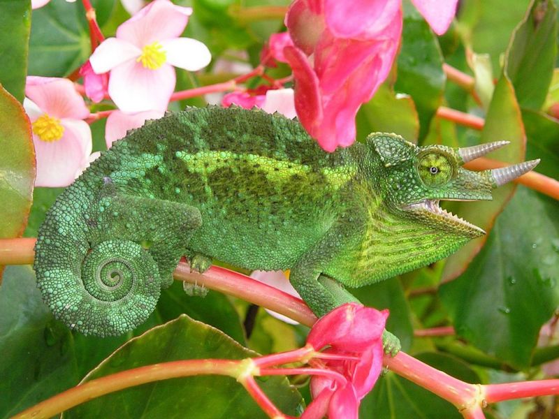 Jackson's chameleon