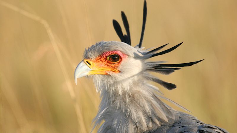 Ours. Close up of secretary bird, Masai Mara, Kenya safari