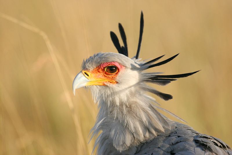 Ours. Close up of secretary bird, Masai Mara, Kenya safari