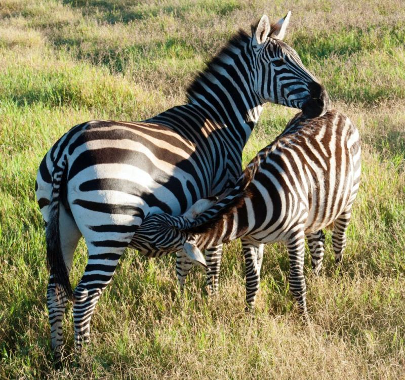 two grant's zebras